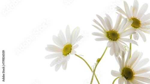 White daisies on white background with copy space.