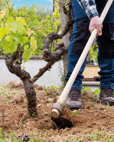 Farmer hoeing in the vineyard. Agriculture.