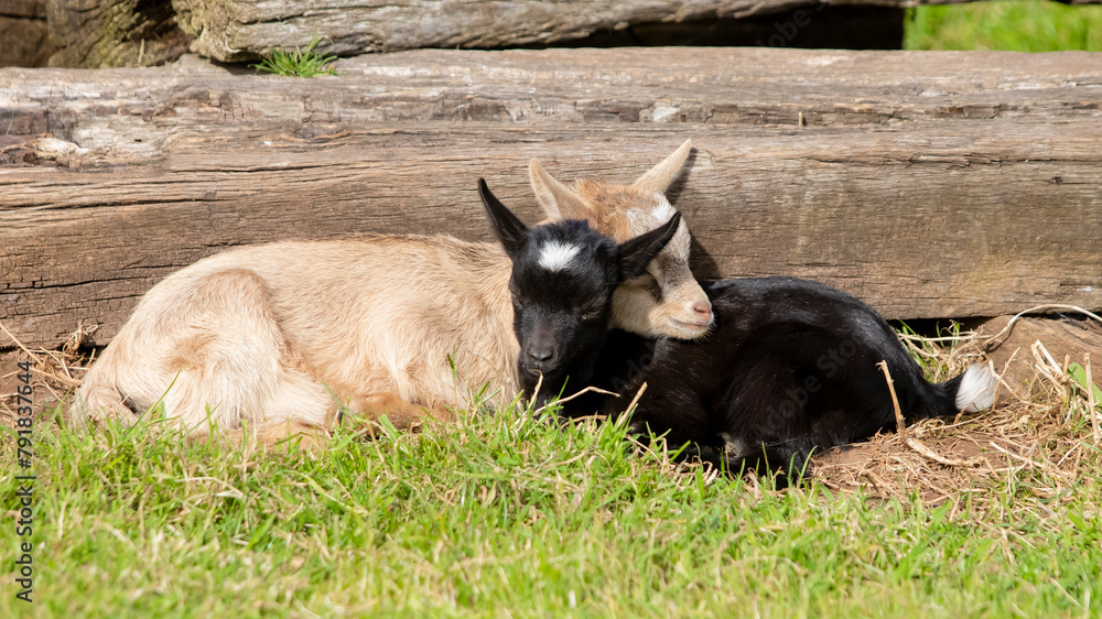 Two baby goats lying together in the grass. Two baby goats lying together in the grass.