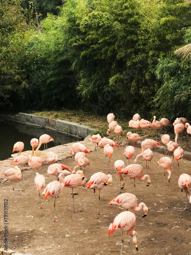 colonia de flamencos a la orilla del lago photo