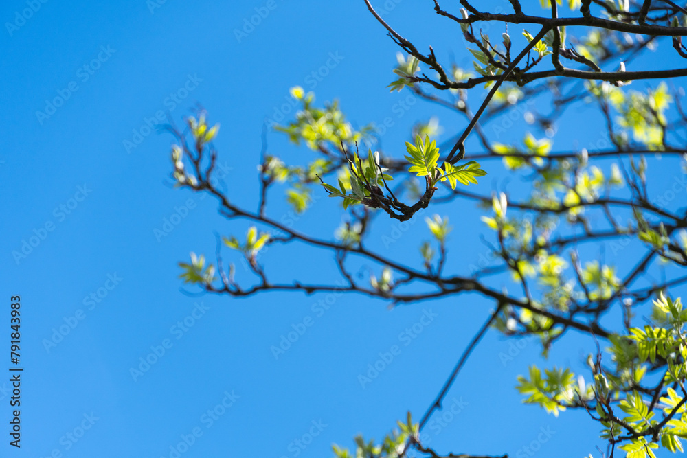 Drzewo wiosną - obrazy, fototapety, plakaty 