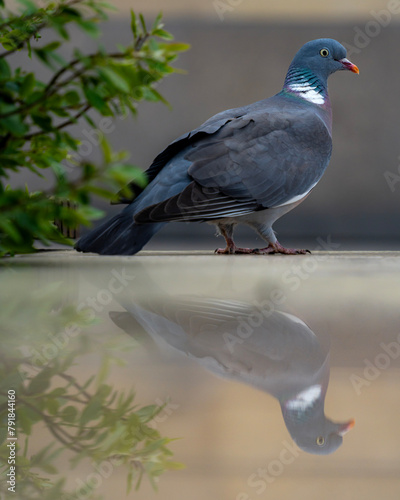Wood pigeon standing near green leaves on a reflective surface