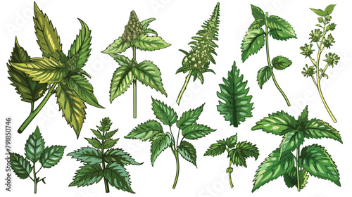 Nettle medical botanical isolated illustration. Plant