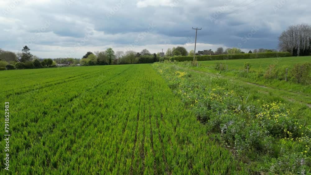 Arable Field Margin at the edge of a field of crops by a footpath allowing wild flowers to grow and provide for wildlife. April, Kent, UK Arable Field Margin at the edge of a field of crops by a footpath allowing wild flowers to grow and provide for wildlife. April, Kent, UK