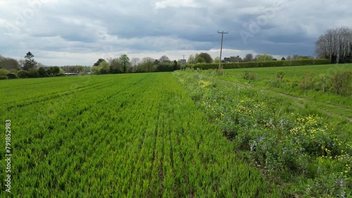 Arable Field Margin at the edge of a field of crops by a footpath allowing wild flowers to grow and provide for wildlife. April, Kent, UK