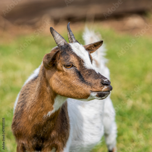 Cute  dwarf goat head portrait in the field