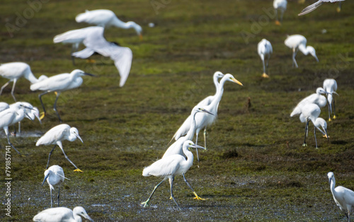 White egrets birds in landscape photographs
