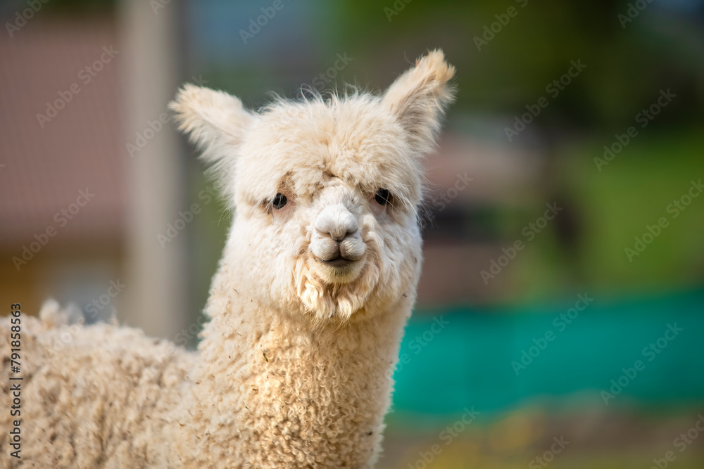 Obraz premium Funny white alpaca face looking at the camera