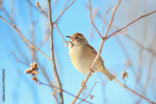 A sparrow lifts its voice in song amidst the budding branches of early spring, under the soft light of a clear blue sky.