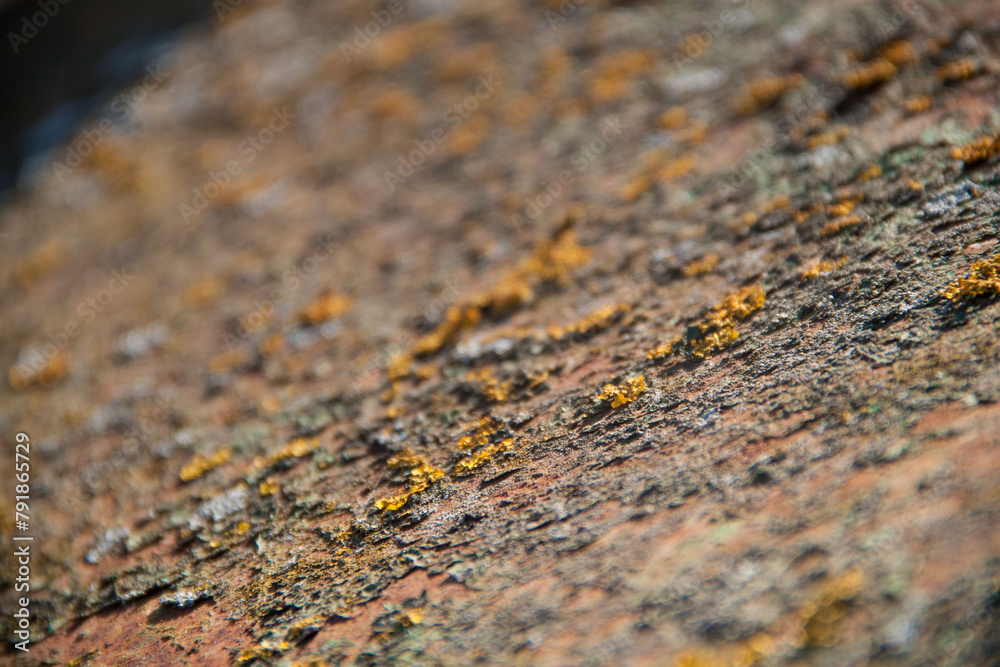 Old wood texture. Photo of natural wood. Rough wooden texture. Old wood texture. Photo of natural wood. Rough wooden texture.