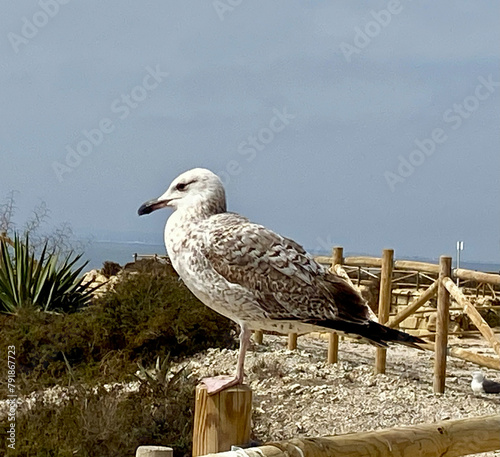 Seagull sitting on a wooden fence on the sea coast. Sunny day by the sea. A good basis for decoration, banners, posters.