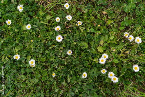 Garden ground with some daisies