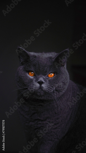 Portrait of a gray British shorthair cat on a dark background. Favorite pets. Serious look of yellow eyes.