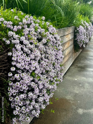spring flowers in a spring garden, growing over a wooden wall, purple. Spring alley decorated with blooming liana flowers fence