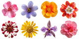 Collection of single fresh flower cutout clipping path png isolated on white or transparent background
