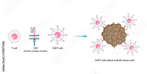  CAR T-cell therapy. Chimeric antigen receptor T cell ,CAR T cell, for use in immunotherapy. Genetic engineering. Chemotherapy. vector illustration.