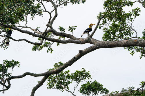 A hornbill is eating ripe fruit. Khao Yai National Park