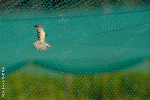 The bird is stuck in the net
