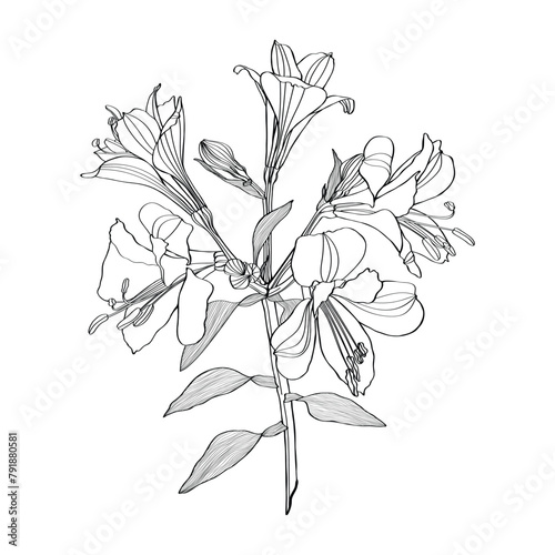 Alstroemeria vector illustration. Black and white floral hand drown illustration.  Botanical sketch flowers, leaves and branches.