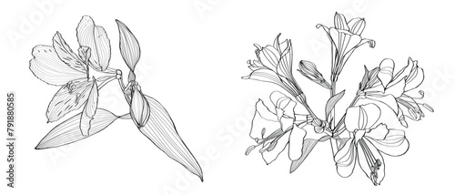 Alstroemeria vector illustration. Black and white floral hand drown illustration. Botanical set of sketch flowers, leaves and branches.