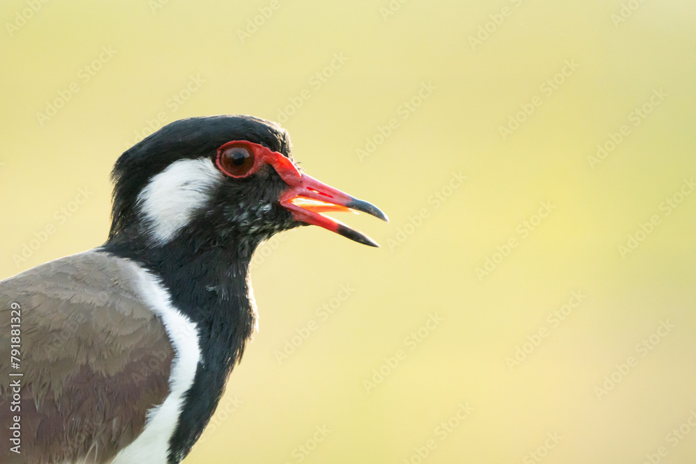 Fototapeta premium Birds are looking for food during the day