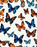 'butterflies colorful isolated collection white animal antennae background beautiful beauty biology black blue brown bug butterfly closeup colours coloured colourful design flight fly green group'