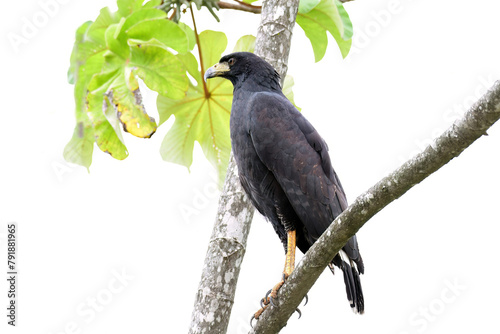  Common Black Hawk (Buteogallus anthracinus)