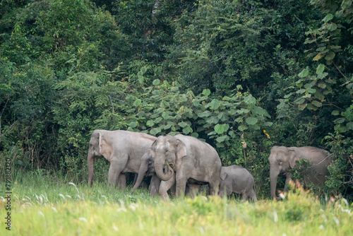 Photography Many elephants follow each other to eat minerals from the soil