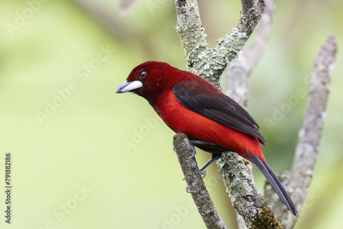 Crimson-backed Tanager (Ramphocelus dimidiatus) photo