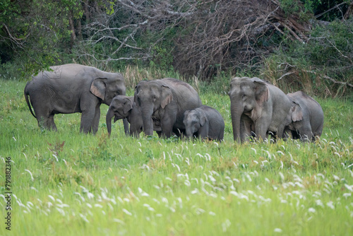 Photography Many elephants follow each other to eat minerals from the soil