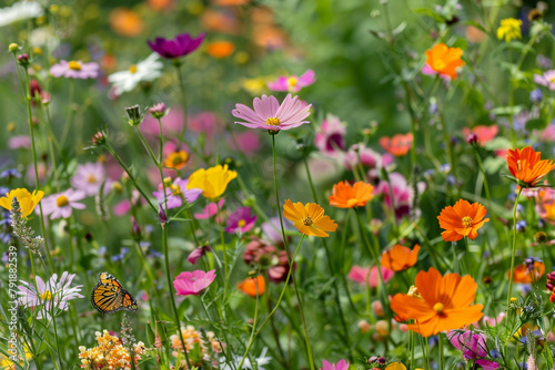 A field of wildflowers in full bloom, attracting butterflies and bees with their vibrant colors. © abdur