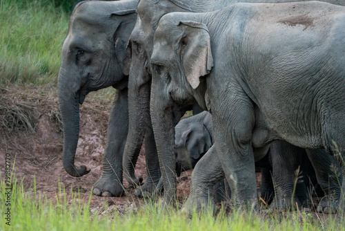 Photography Many elephants follow each other to eat minerals from the soil