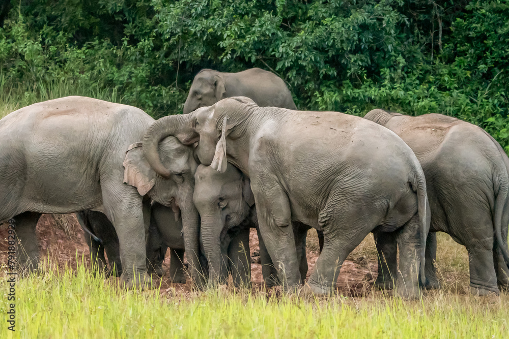 Fototapeta premium Many elephants follow each other to eat minerals from the soil