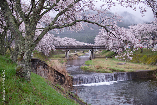 Kirschblüte am Fluss mit Brücke