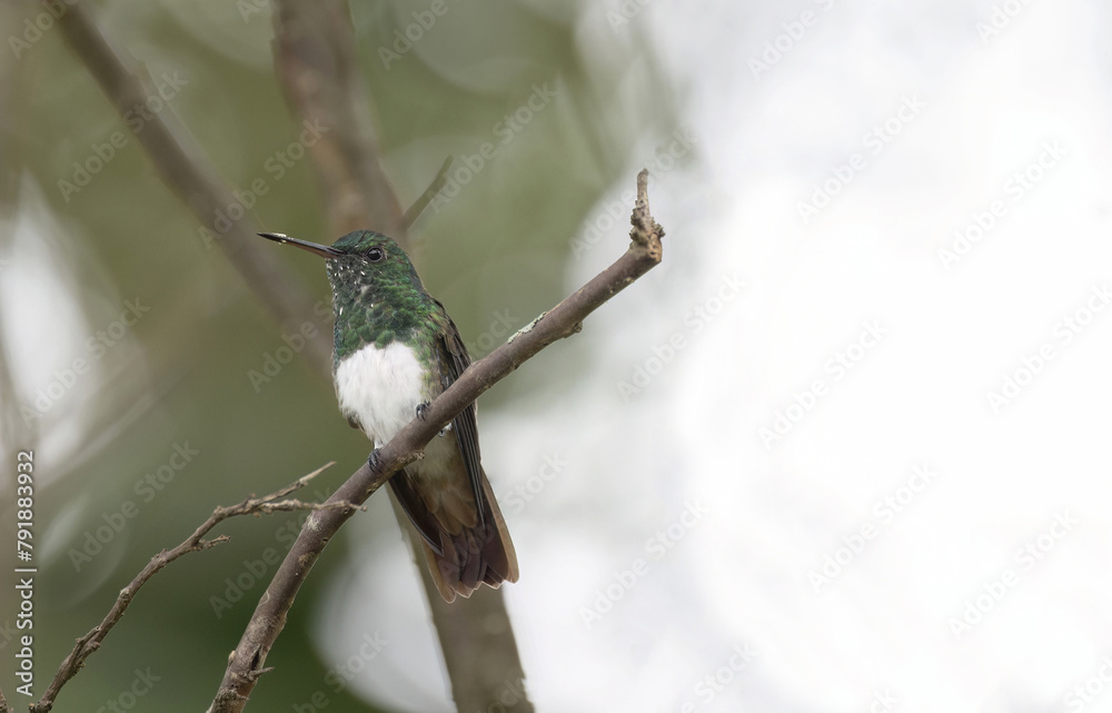 Fototapeta premium Snowy-bellied Hummingbird (Saucerottia edward)