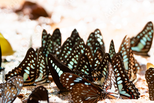 Butterflies are gathering together to suck minerals from the soil