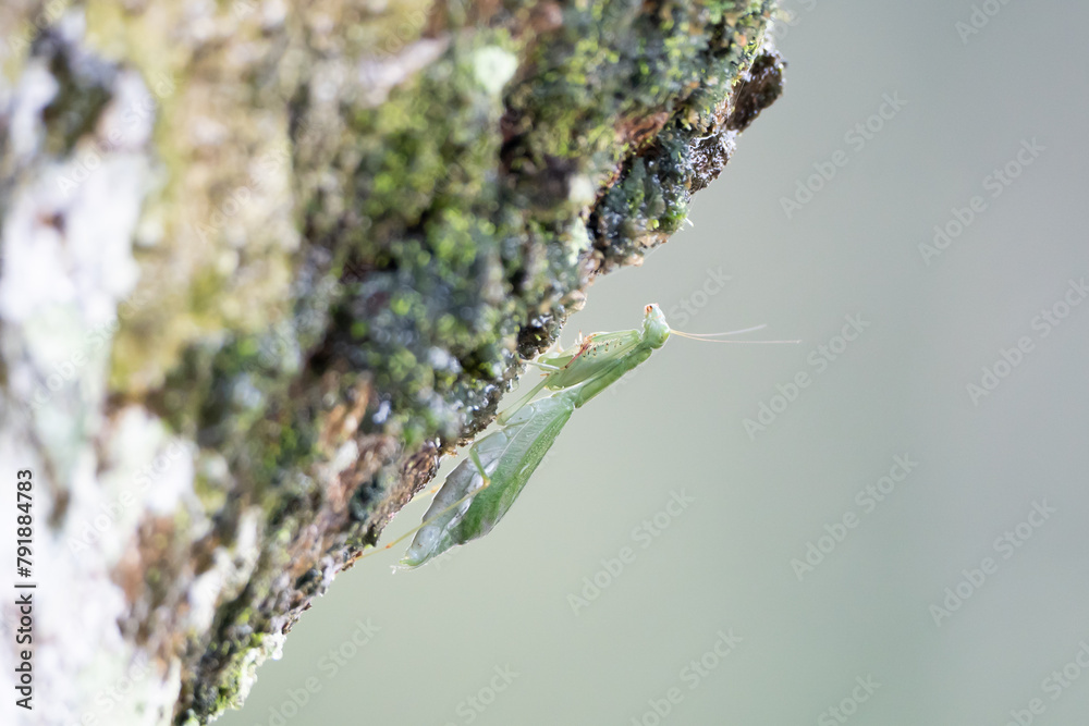 Naklejka premium grasshoppers are waiting to catch their prey in the trees,