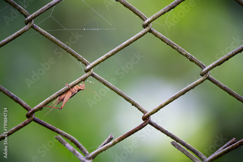 Barbed wire prevents intrusion