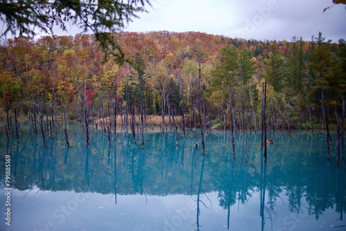 Shirogane Blue Pond im Herbst in Hokkaido Japan stehende bäume in blauem See mit Spiegelung im Wasser