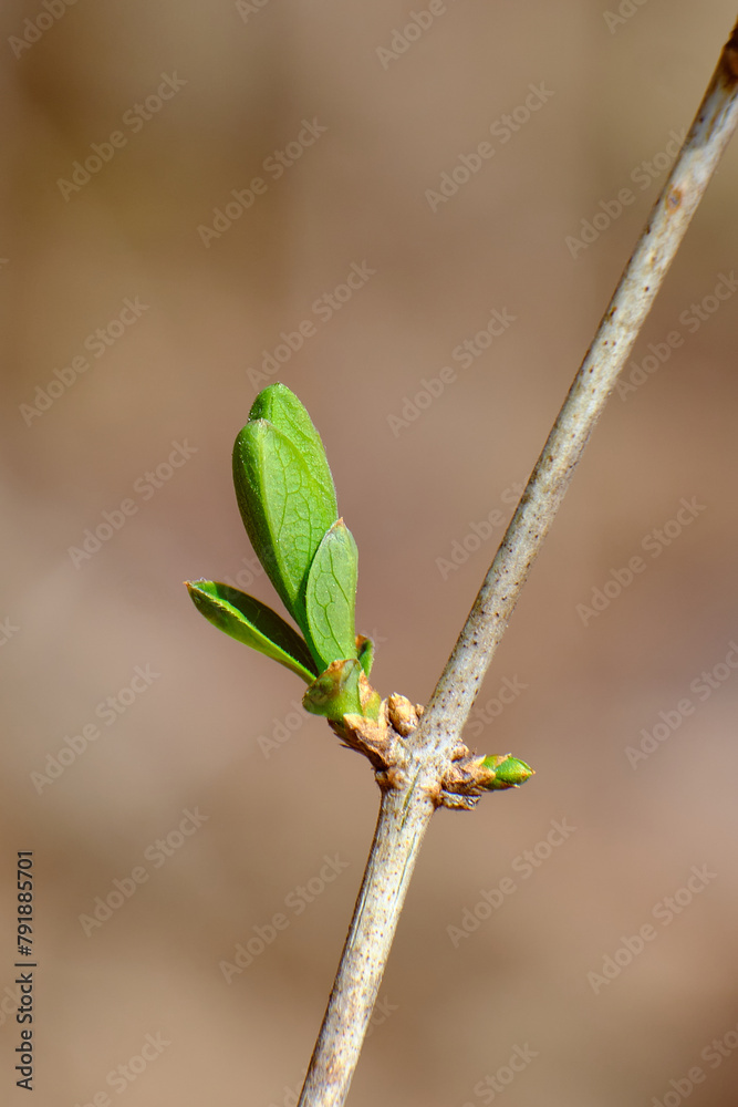 Common lilac bud opens on an isolated branch Common lilac bud opens on an isolated branch