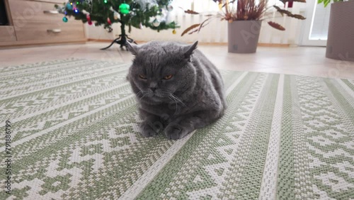British cat male relaxation in fron of christmas tree. Cute cat relaxation. photo