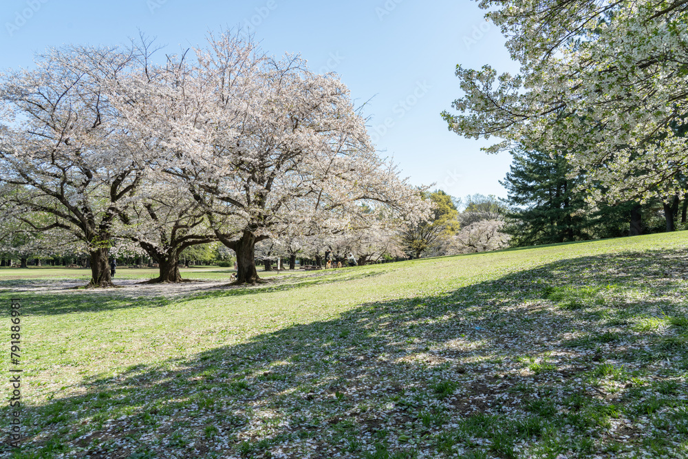 Obraz premium 桜咲く春の光が丘公園