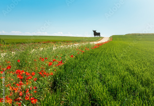 Bull, Symbol of Spain on a road that cross a landscape of rural plains with fields of cereals and flowers