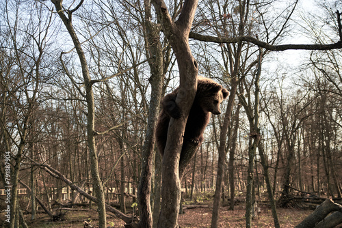 A wild bear sitting on a branch of bare tree. Nature reserve protecting animals of Ukraine. Save the planet on Earth day. Powerful predator with dark brown fur overlooking its territory.