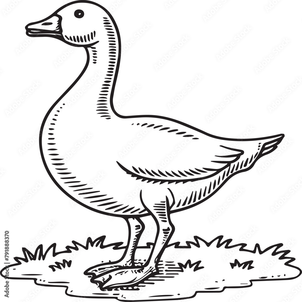 Fototapeta premium Goose coloring pages. Bird outline for coloring book