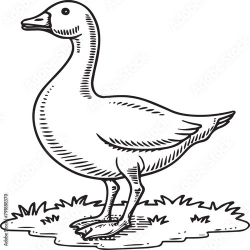 Goose coloring pages. Bird outline for coloring book
