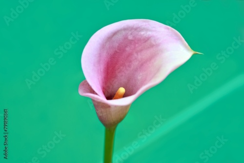 Flower head of  pink calla lily Zantedeschia aethiopica against green background. Soft focus against green background after the rain.