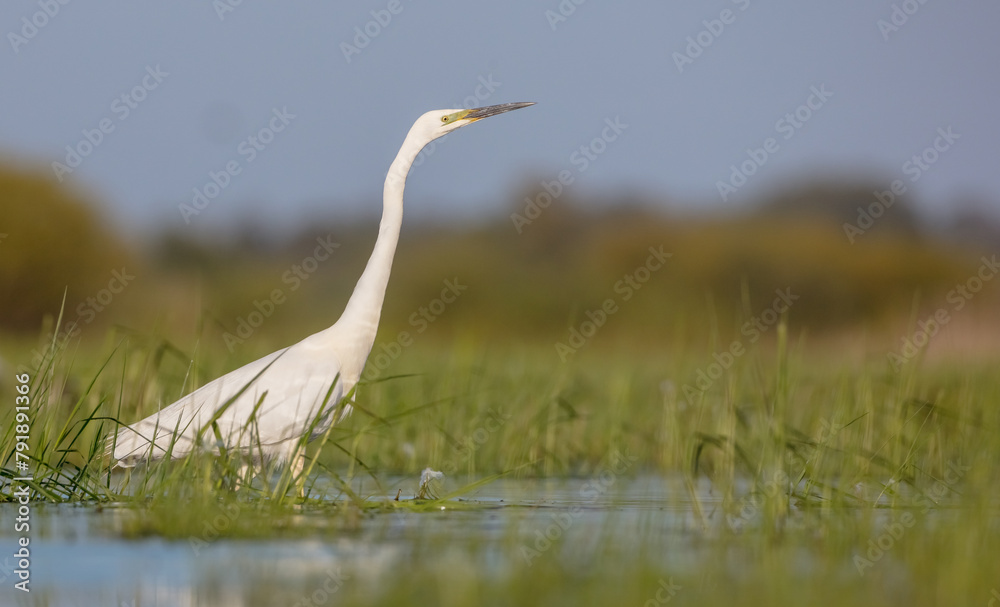 Fototapeta premium Great White Egret - at a wetland in spring 