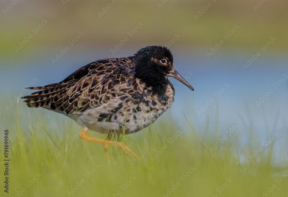 Ruff - male bird at a wetland on the mating season in spring