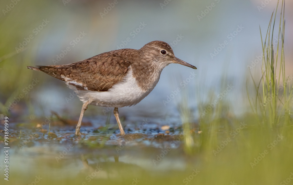 Common Sandpiper - feeding at a shore of lagoon on spring migration way Common Sandpiper - feeding at a shore of lagoon on spring migration way
